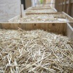 loose straw loose straw