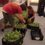 unpacking strawberries unpacking strawberries